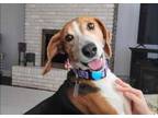 Adopt Clarice ("Clara") a Beagle
