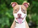 Adopt FELIPE a Pit Bull Terrier