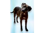 Adopt Luna a Catahoula Leopard Dog, Mixed Breed