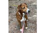 Adopt Rosie a Hound, Redbone Coonhound