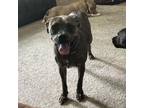 Adopt Stunning a Boxer