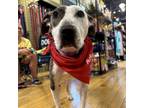 Adopt Sibley a Greyhound, Bull Terrier
