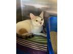 Adopt Monkey a Domestic Short Hair