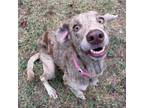 Adopt Lazy(Astra) a Catahoula Leopard Dog, Chesapeake Bay Retriever