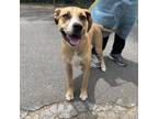 Adopt Mollie Jo a Pit Bull Terrier