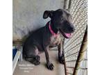 Adopt Malibu a Shar-Pei
