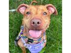 Adopt Sailor a Mixed Breed