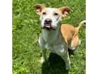 Adopt Adelitas Way a Mixed Breed