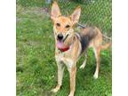 Adopt Lady Dingo a Mixed Breed