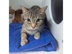 Adopt Zena a Domestic Short Hair
