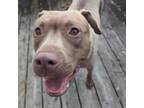 Adopt Jenny a Pit Bull Terrier, Labrador Retriever