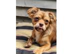 Adopt London a Shih Tzu
