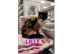 Adopt Lilly a Domestic Short Hair