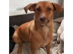 Adopt Rupee a American Staffordshire Terrier, Mixed Breed