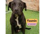 Adopt Yasmin a American Staffordshire Terrier, Mixed Breed