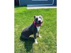 Adopt Mable a Pit Bull Terrier