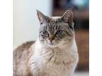 Adopt Thumbelina a Siamese