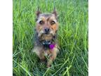 Adopt Daphne a Norwich Terrier, Yorkshire Terrier