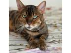 Adopt Crystal a Bengal