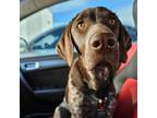 Adopt Oakley RR NV a German Shorthaired Pointer