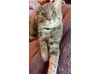 Adopt Margarita a Tabby