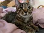Adopt Mojito a Tabby