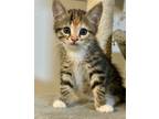 Adopt Mimosa a Tabby