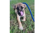 Adopt Kamila a Black Mouth Cur, Mixed Breed