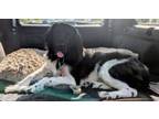 Adopt Piper a Newfoundland Dog