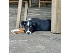 Adopt Socks a Mixed Breed