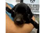 Adopt Pamela a Mixed Breed