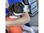 Adopt Bailey (Cappuccino) a Pit Bull Terrier