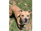 Adopt Christmas - CL a Pit Bull Terrier