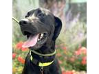 Adopt Ruth a Black Labrador Retriever, Great Dane