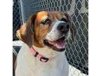 Adopt Daisy a Beagle
