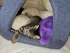 Adopt Elsa a American Shorthair
