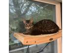 Adopt Freddy Bear a Maine Coon, Domestic Medium Hair