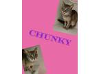 Adopt Chunky a Domestic Short Hair