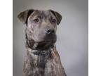 Adopt Micho a Australian Cattle Dog / Blue Heeler, Hound