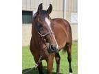 Adopt Avenger a Quarterhorse