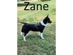 Adopt Zane a Border Collie, Australian Cattle Dog / Blue Heeler