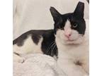 Adopt Chowder a Domestic Short Hair
