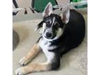 Adopt Dominic a German Shepherd Dog, Husky