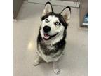 Adopt Ghost a Husky