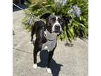 Adopt Ace a American Staffordshire Terrier