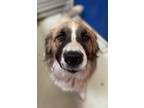 Adopt Mark a Anatolian Shepherd, Mixed Breed