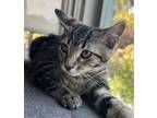 Adopt Xander a Domestic Short Hair, Tabby