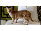 Adopt Cosmo a Tabby, Domestic Short Hair
