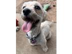 Adopt Teeter a Terrier, Shih Tzu