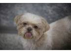 Adopt Davey a Shih Tzu